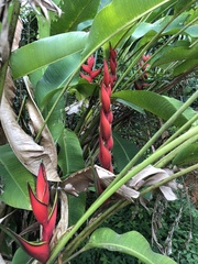 Heliconia