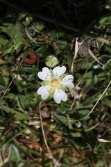 Potentilla montana