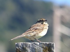 Anthus novaeseelandiae