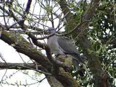 Columba palumbus