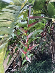 Heliconia