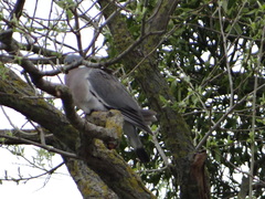 Columba palumbus
