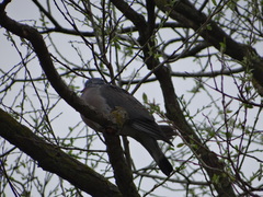 Columba palumbus