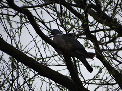 Columba palumbus