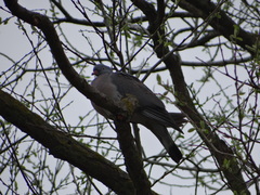Columba palumbus