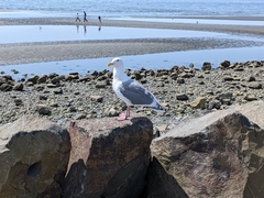 Larus