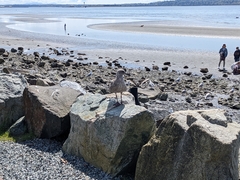 Larus