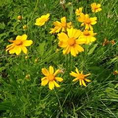 Coreopsis auriculata
