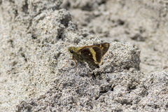 Atalopedes mesogramma apa
