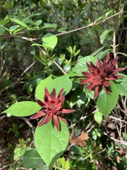 Calycanthus floridus