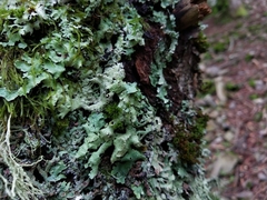 Parmelia submontana