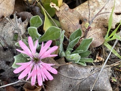 Silene hookeri