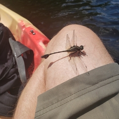 Gomphurus dilatatus