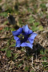 Gentiana acaulis