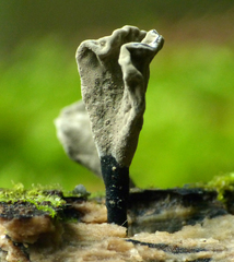 Xylaria castorea