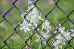 Ornithogalum nutans