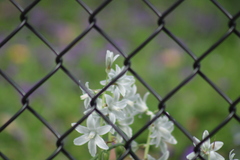 Ornithogalum nutans