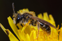 Andrena chrysosceles