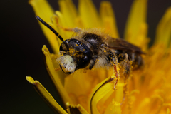 Andrena chrysosceles