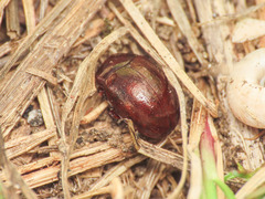 Chrysolina staphylaea