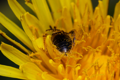 Andrena chrysosceles