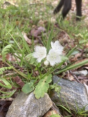 Phacelia fimbriata