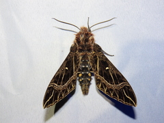 Euryglottis aper