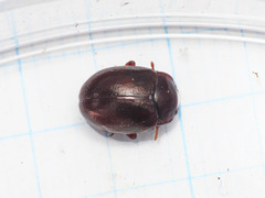 Chrysolina staphylaea