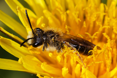Andrena chrysosceles