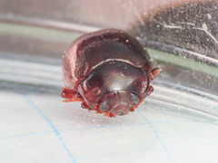 Chrysolina staphylaea