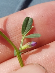 Vicia lathyroides