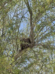 Auriparus flaviceps