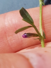 Vicia lathyroides