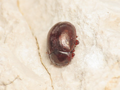 Chrysolina staphylaea