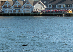 Phocoena phocoena phocoena
