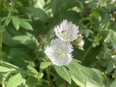 Phacelia fimbriata