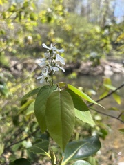 Amelanchier × intermedia