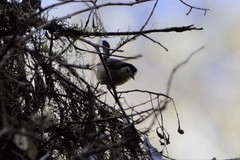 Polioptila lactea