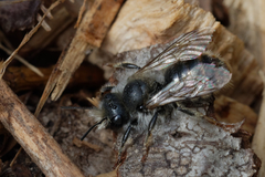 Osmia