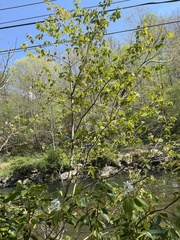 Amelanchier × intermedia