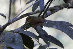 Anabacerthia lichtensteini