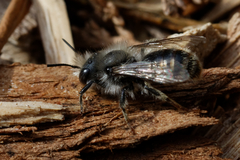 Osmia