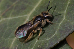Andrena