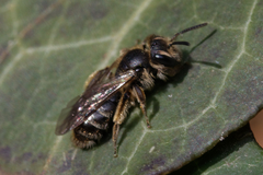 Andrena