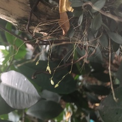 Specklinia