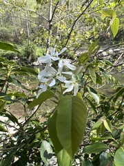 Amelanchier × intermedia