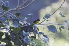 Euphonia chlorotica