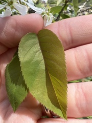 Amelanchier × intermedia