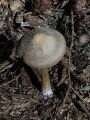 Entoloma holoconiotum