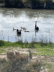 Cygnus atratus